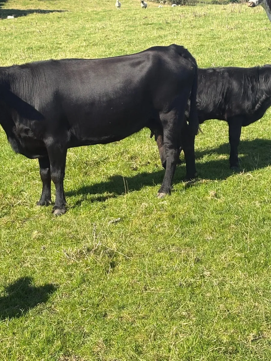 PB Dexter cows & Calfs - Image 3