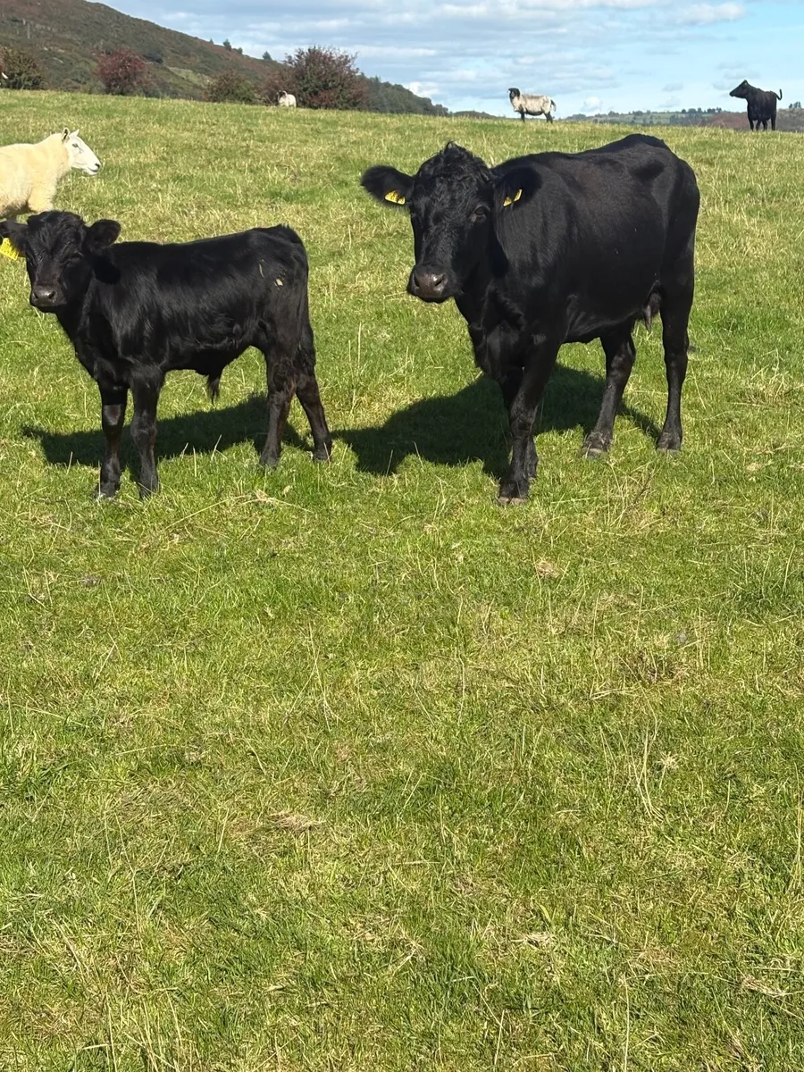 PB Dexter cows & Calfs &heifers - Image 1