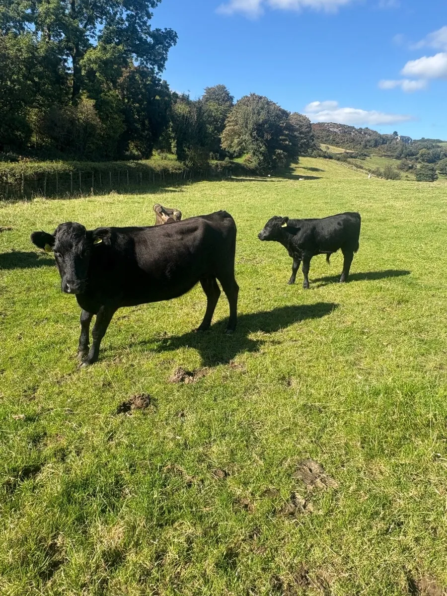 PB Dexter cows & Calfs - Image 4