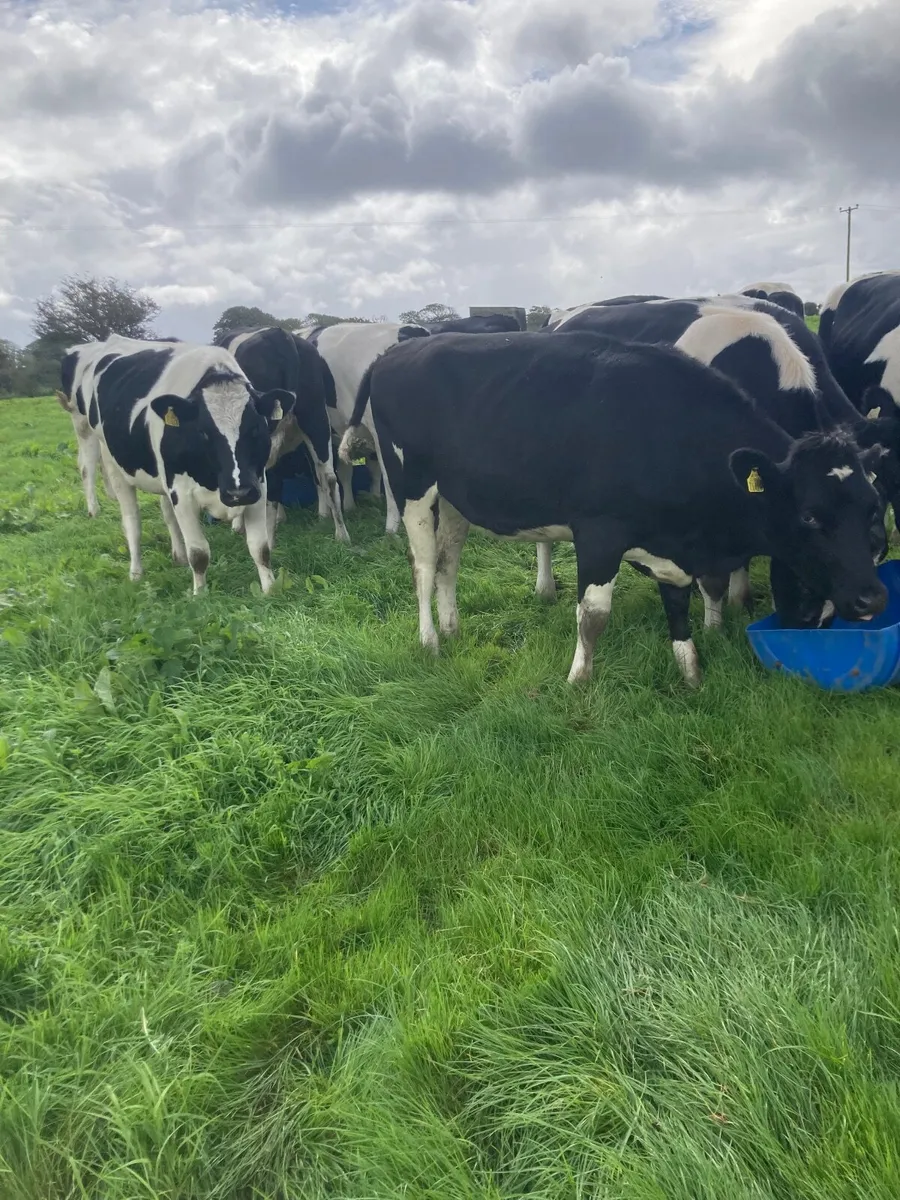 In calf heifers - Image 1