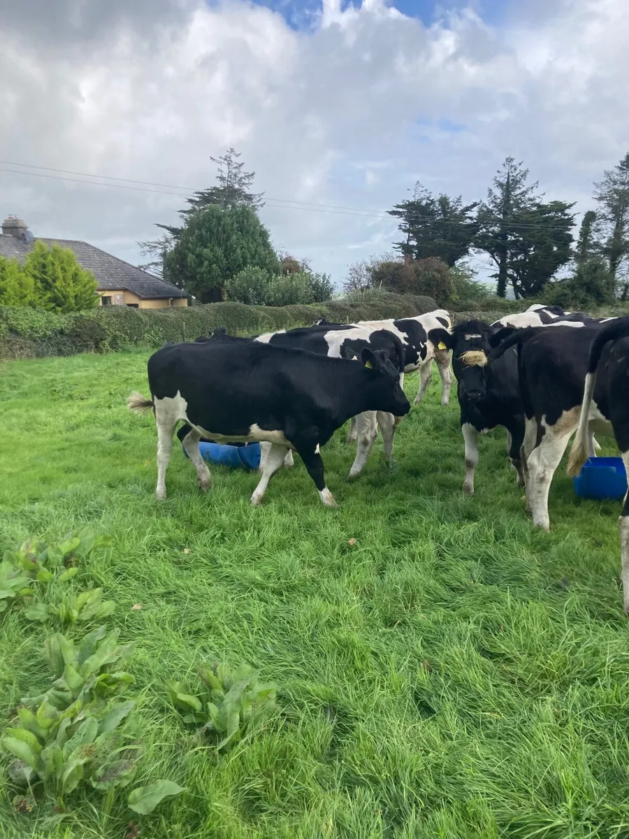 In calf heifers - Image 2