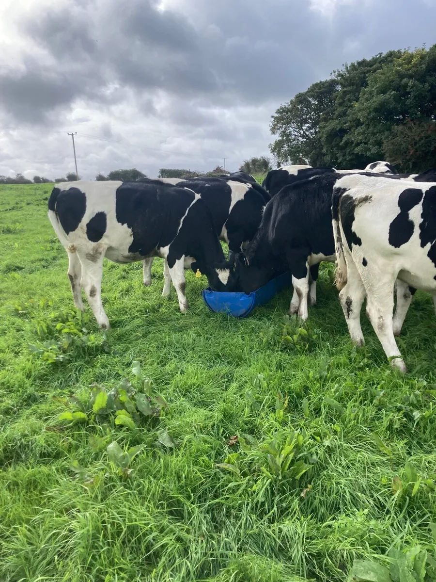 In calf heifers - Image 3