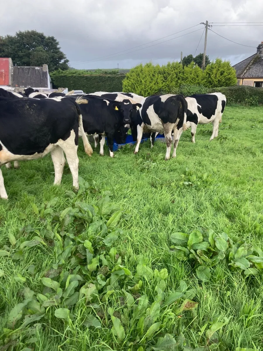 In calf heifers - Image 4