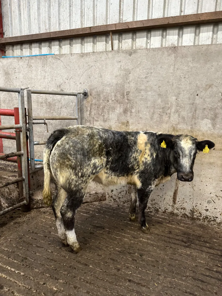 Roaned blue grey heifer - Image 2