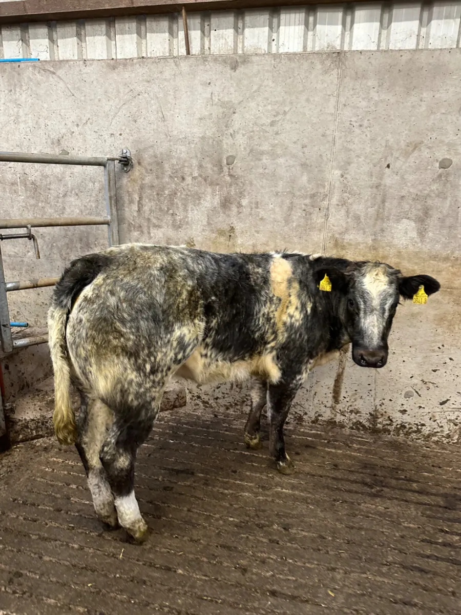 Roaned blue grey heifer - Image 3
