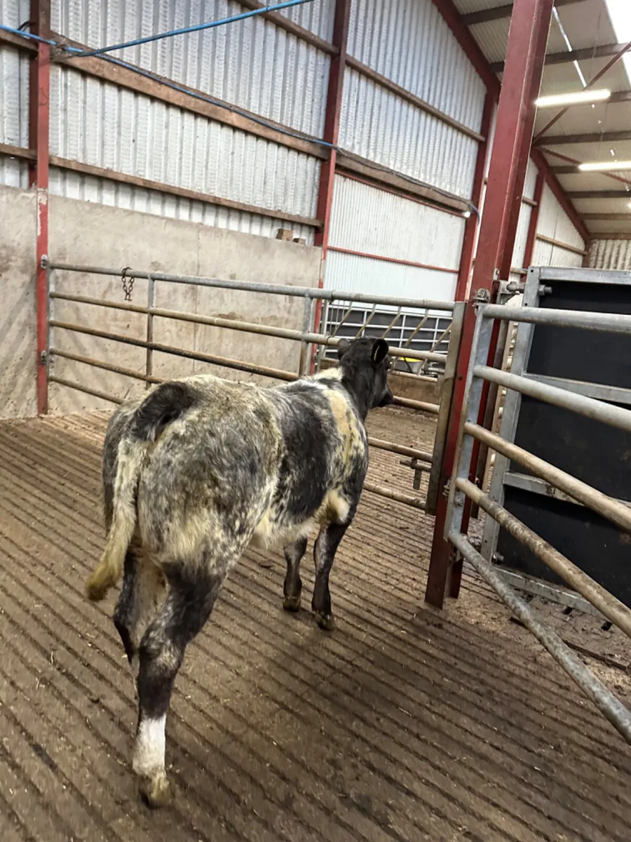 Roaned blue grey heifer - Image 4
