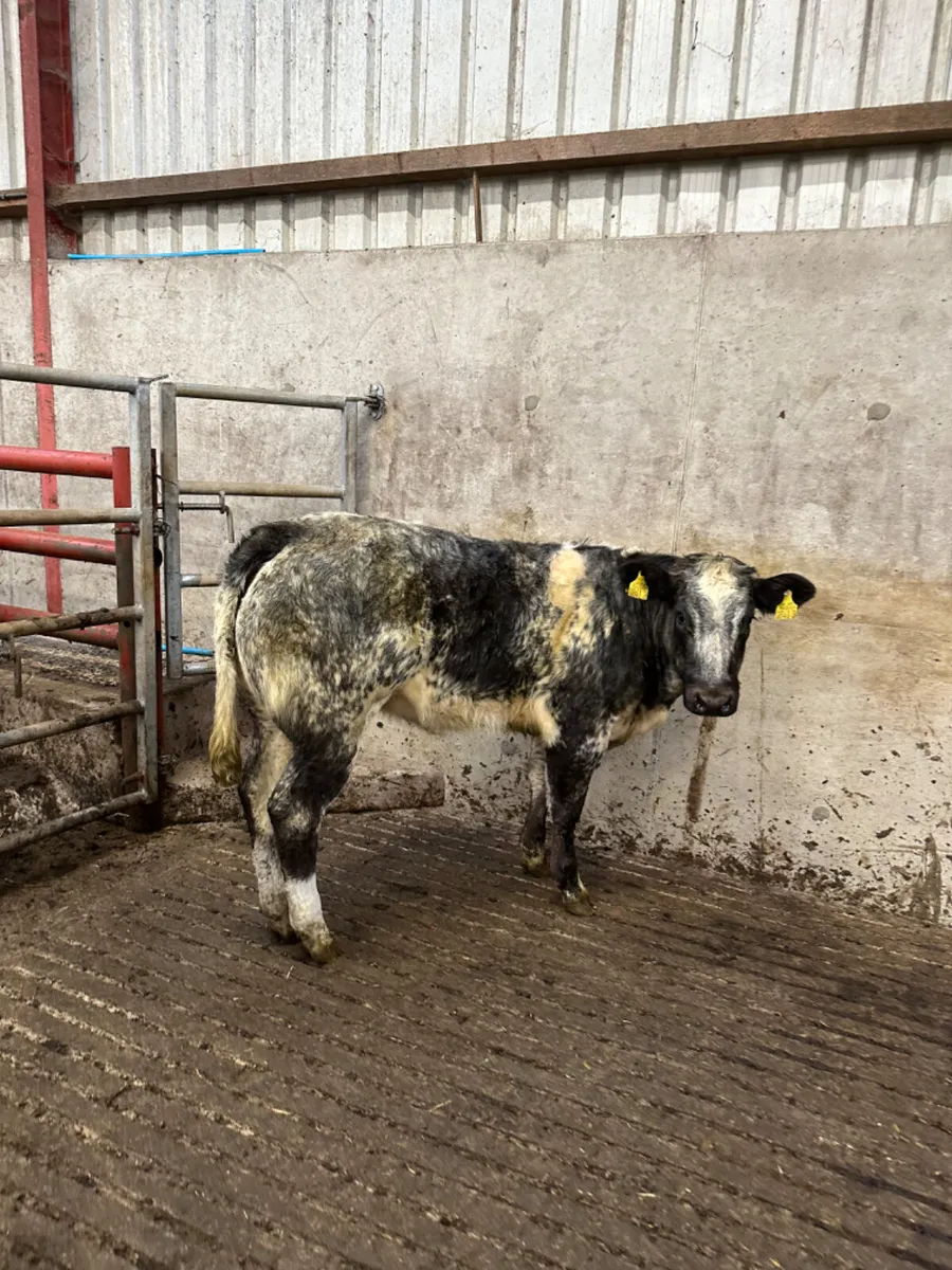 Roaned blue grey heifer - Image 1