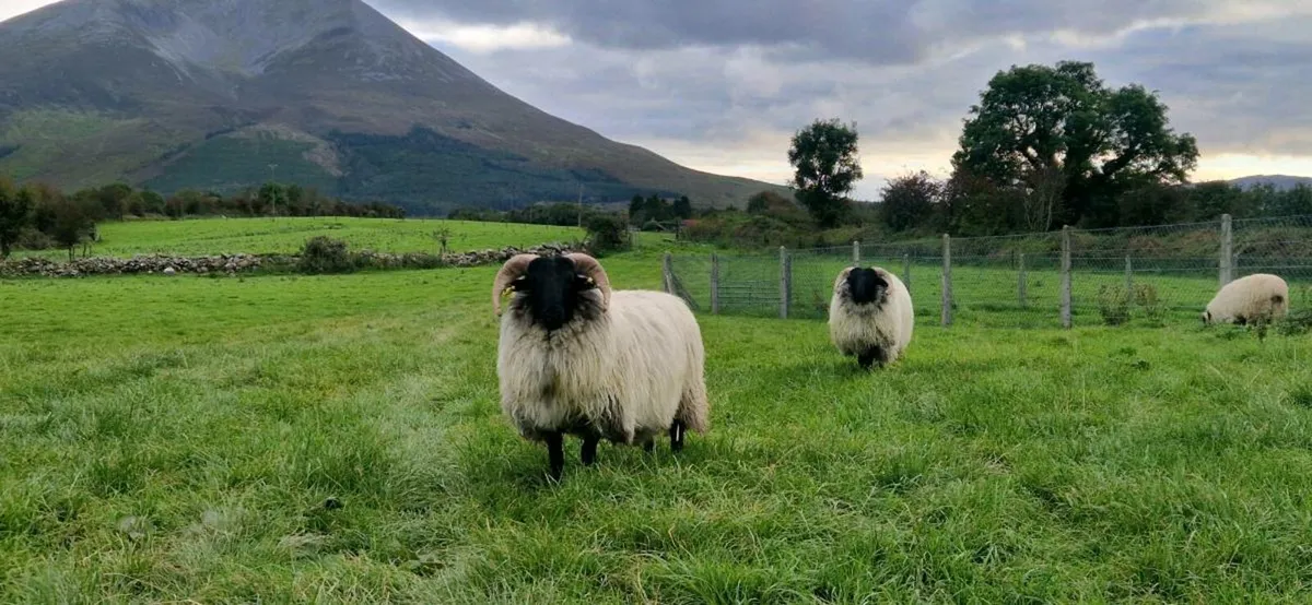 3 mayo blackface ram lambs - Image 1