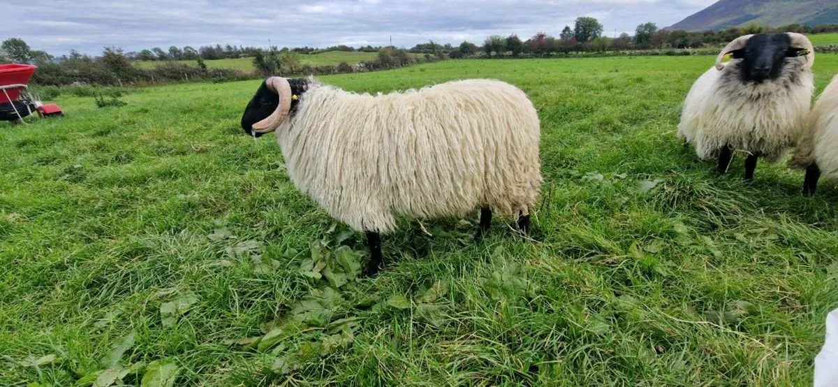 3 mayo blackface ram lambs - Image 3