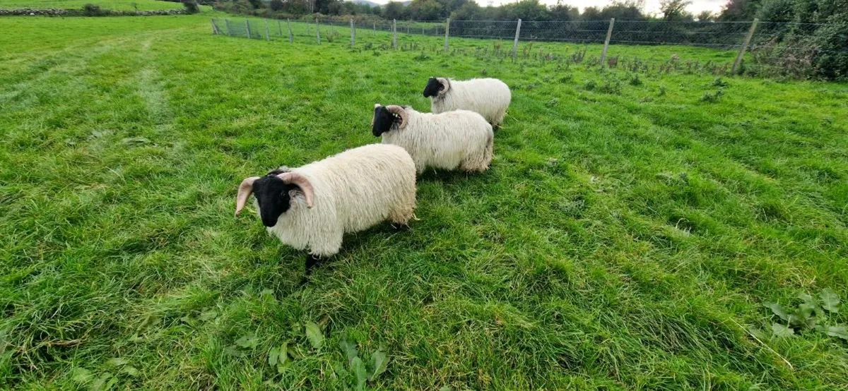 3 mayo blackface ram lambs - Image 4