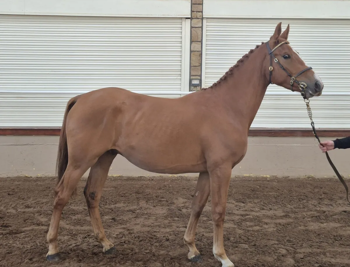 2 Yr Old Gelding - Image 2
