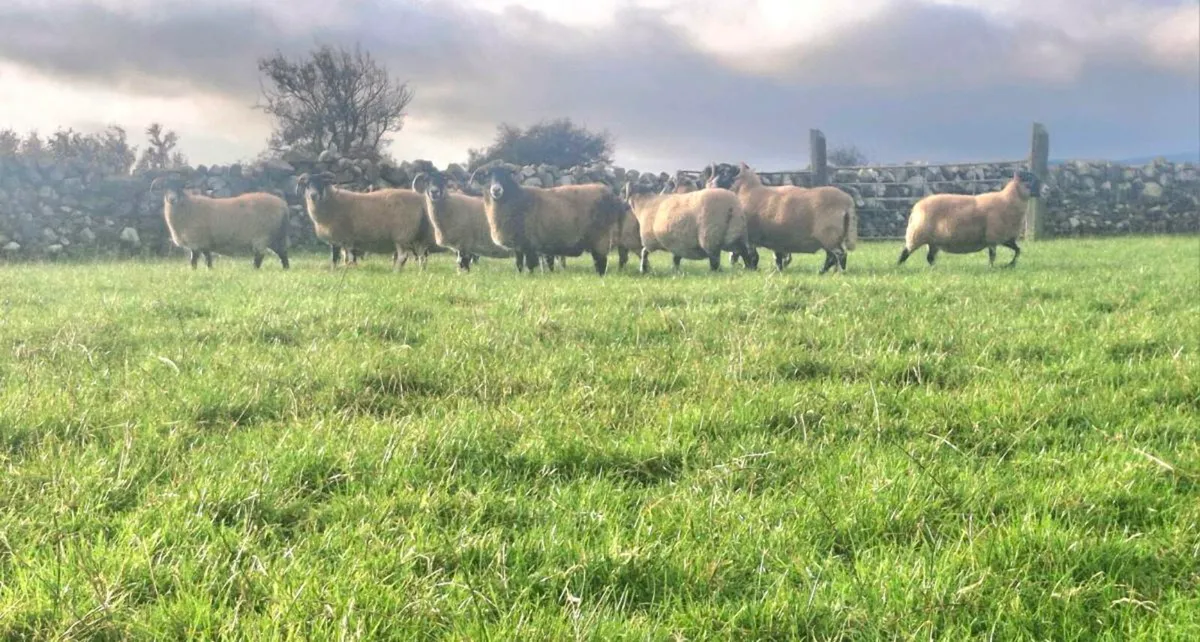 LANARK EWES - Image 2