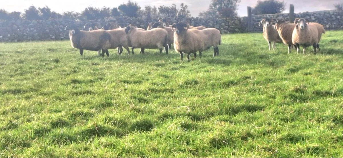 LANARK EWES - Image 3