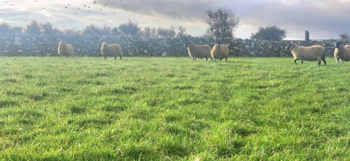 LANARK EWES - Image 4