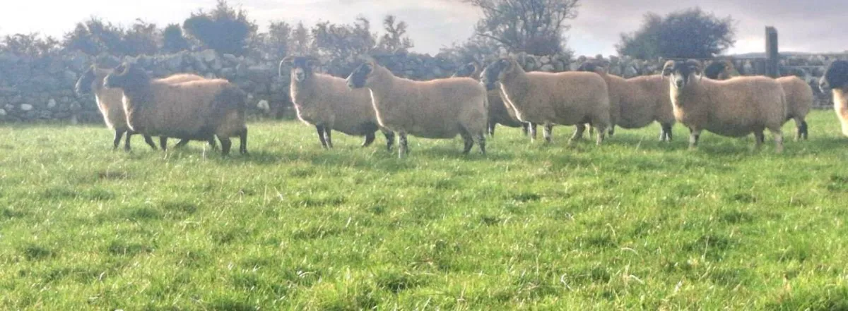 LANARK EWES - Image 1