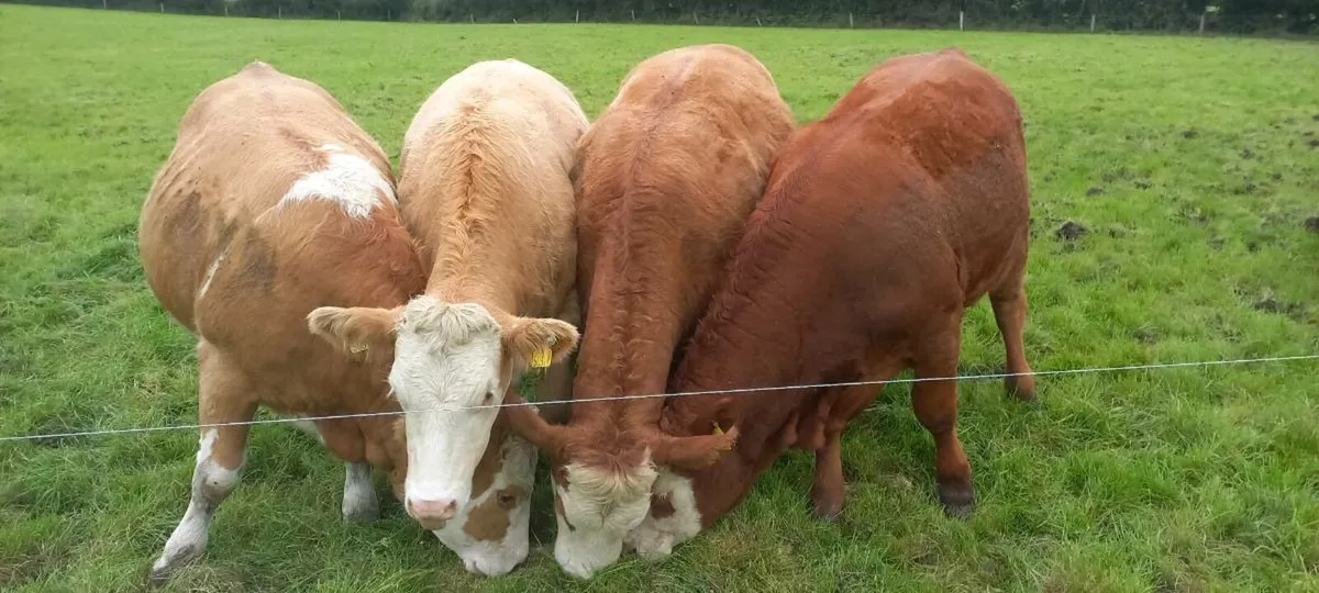 Simmental in-calf, maiden,  weanling heifers - Image 3