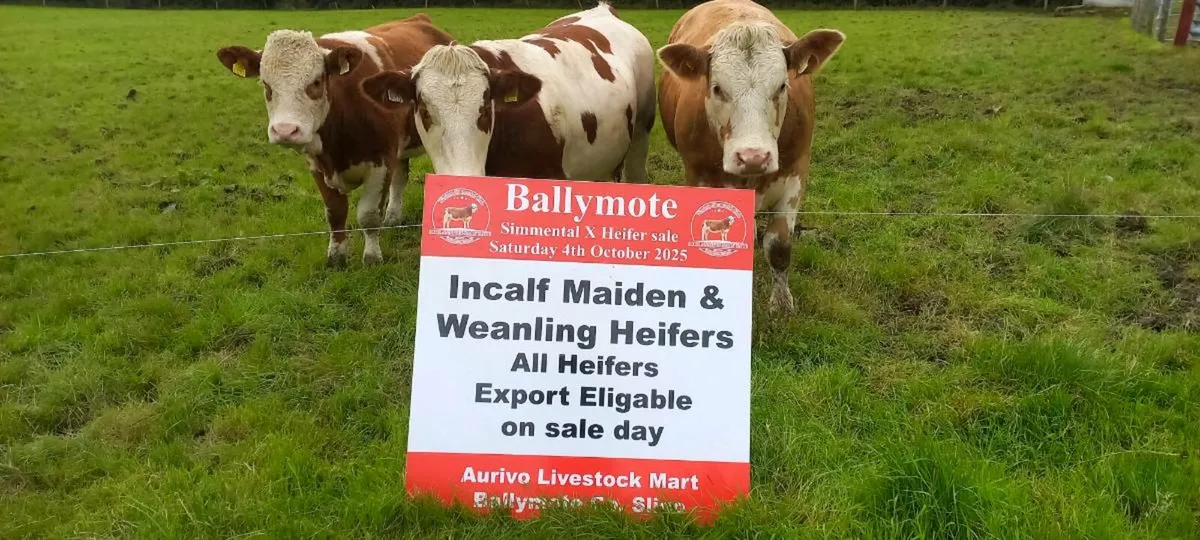 Simmental in-calf, maiden,  weanling heifers - Image 4