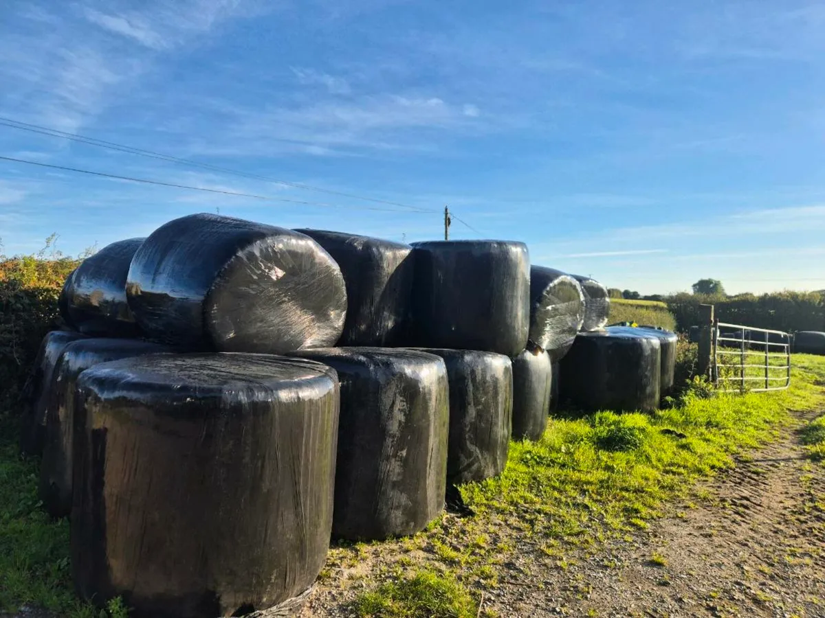 Silage Bales - Image 2