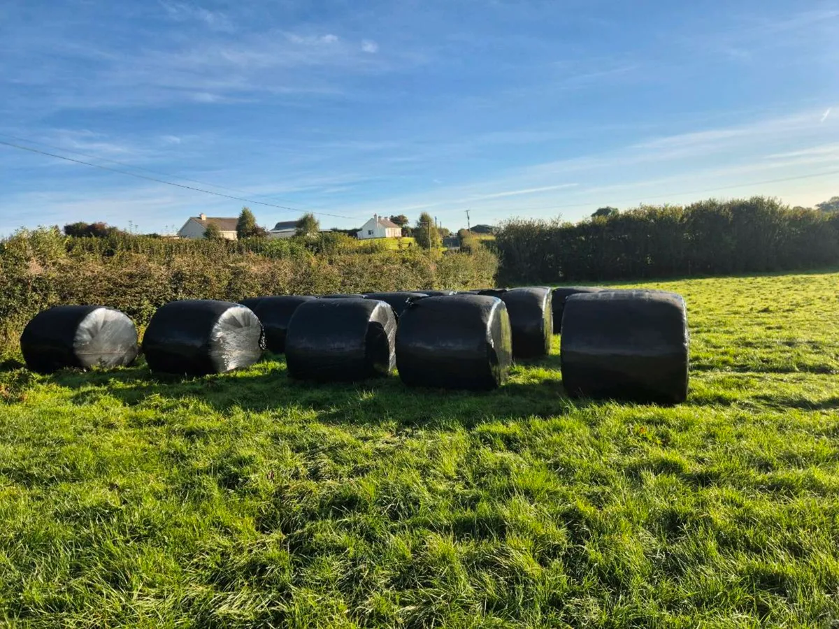 Silage Bales - Image 3