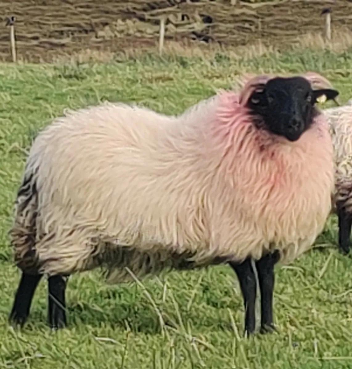 Ewe lambs - Image 1
