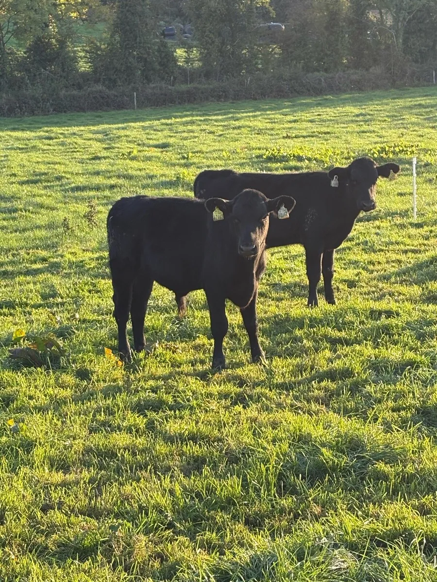 Angus bull Weanlings - Image 1