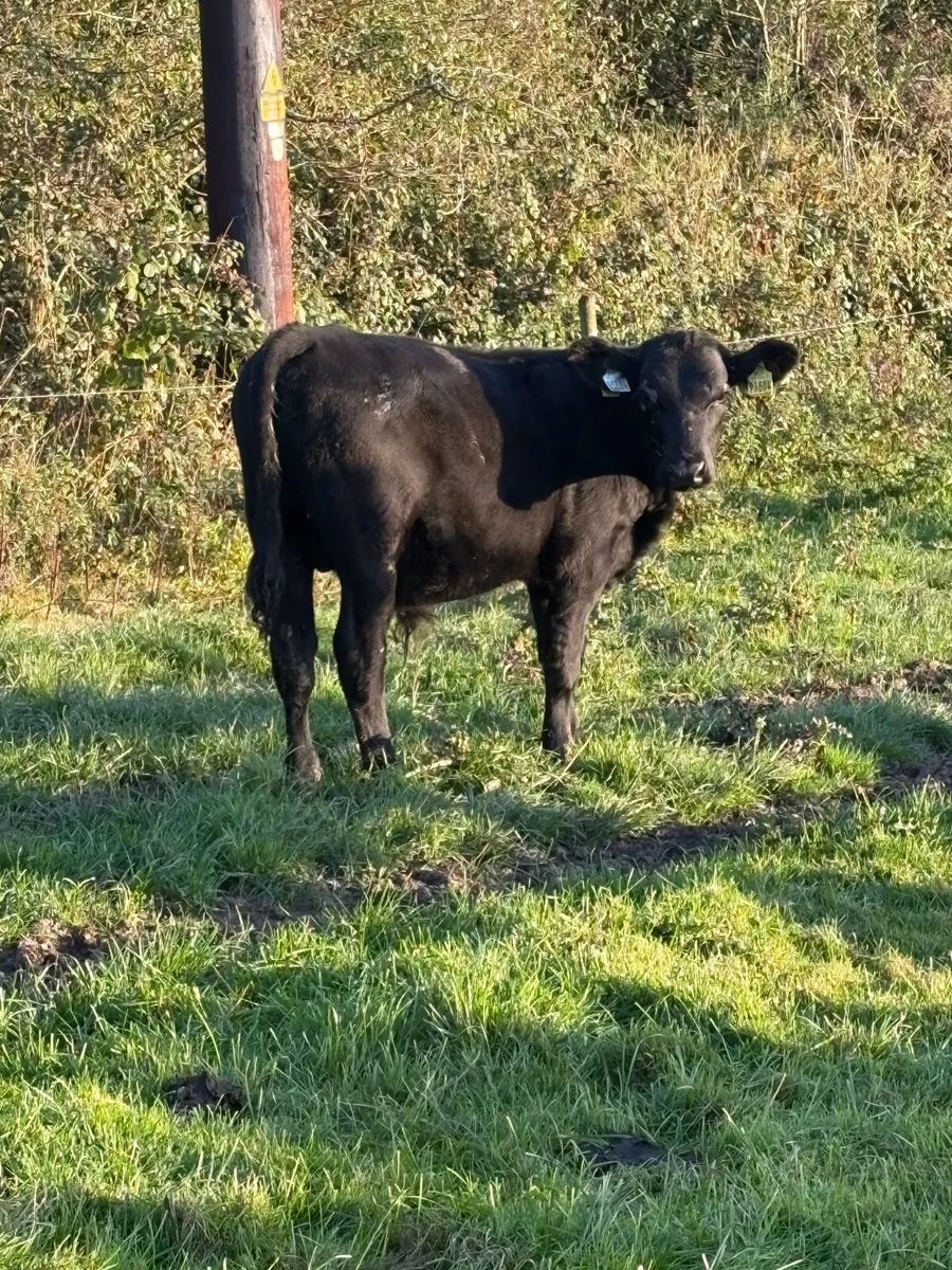Angus bull Weanlings - Image 2