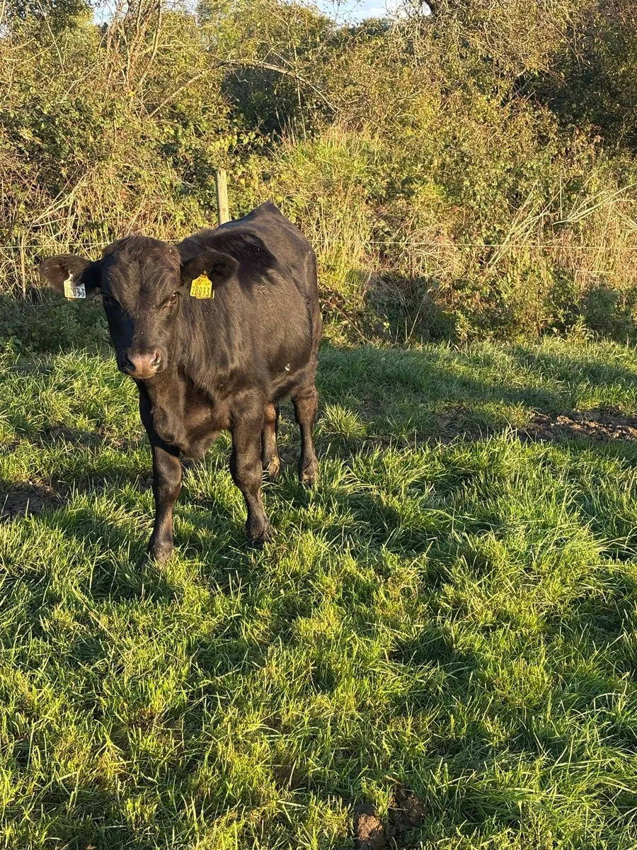 Angus bull Weanlings - Image 3