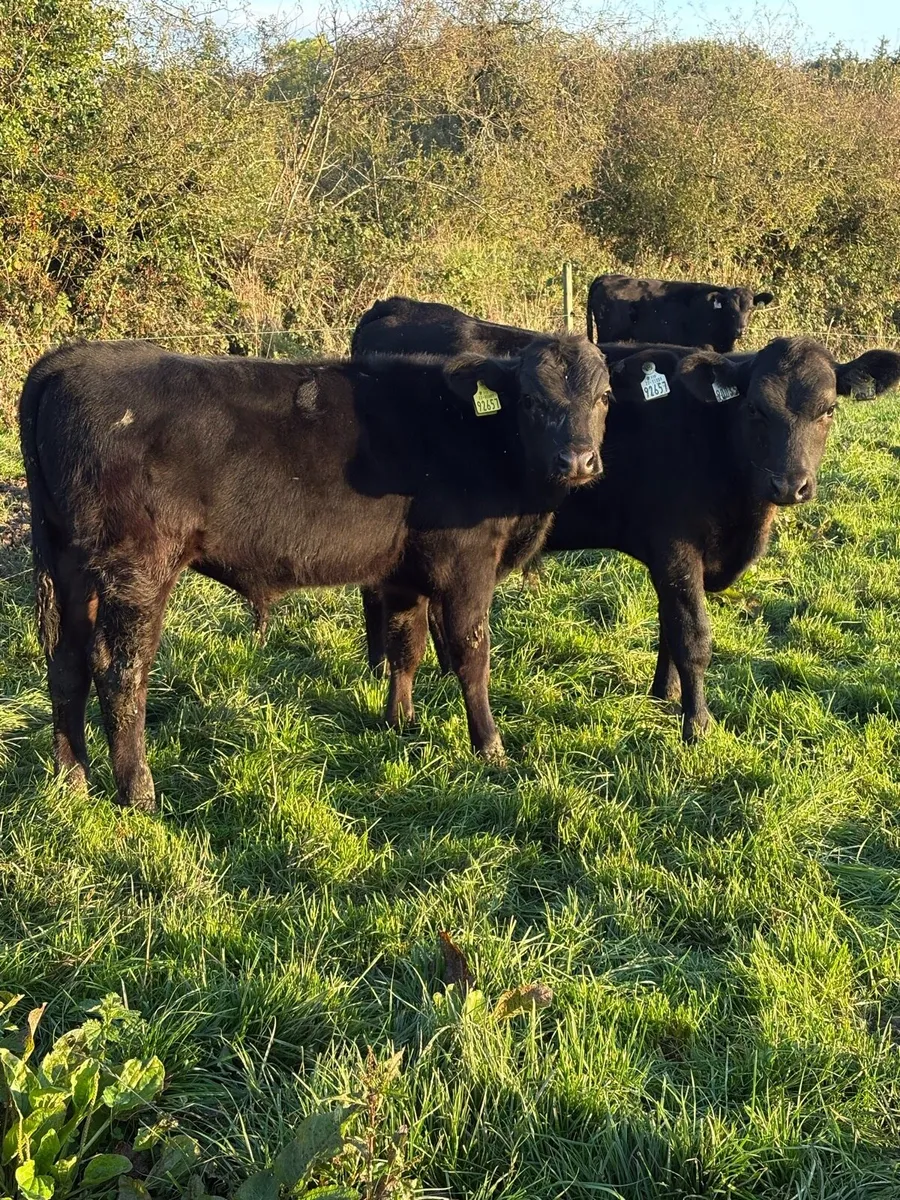 Angus bull Weanlings - Image 4