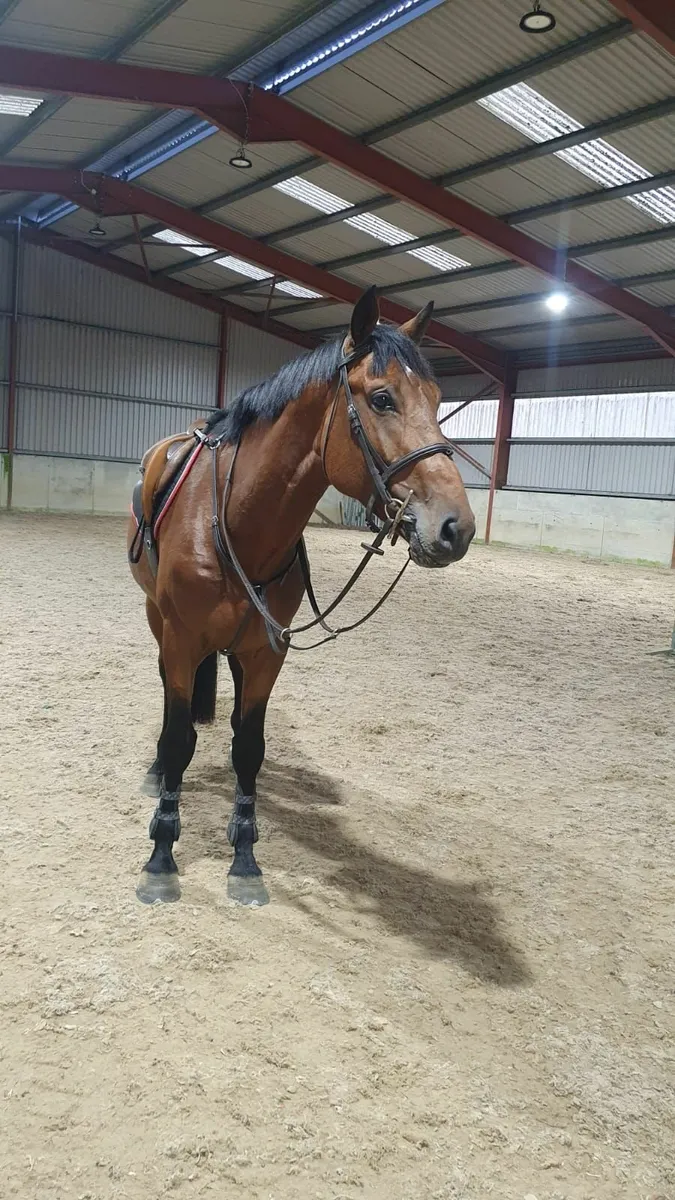 5 y.o. Vivant x Voltaire Colt - Image 2