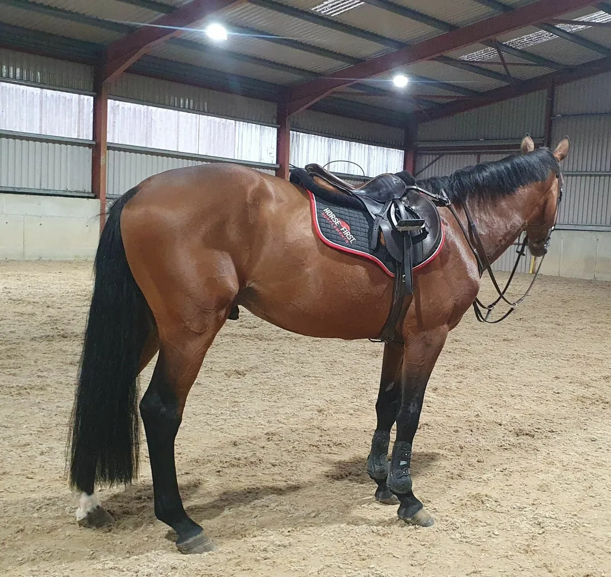 5 y.o. Vivant x Voltaire Colt - Image 3