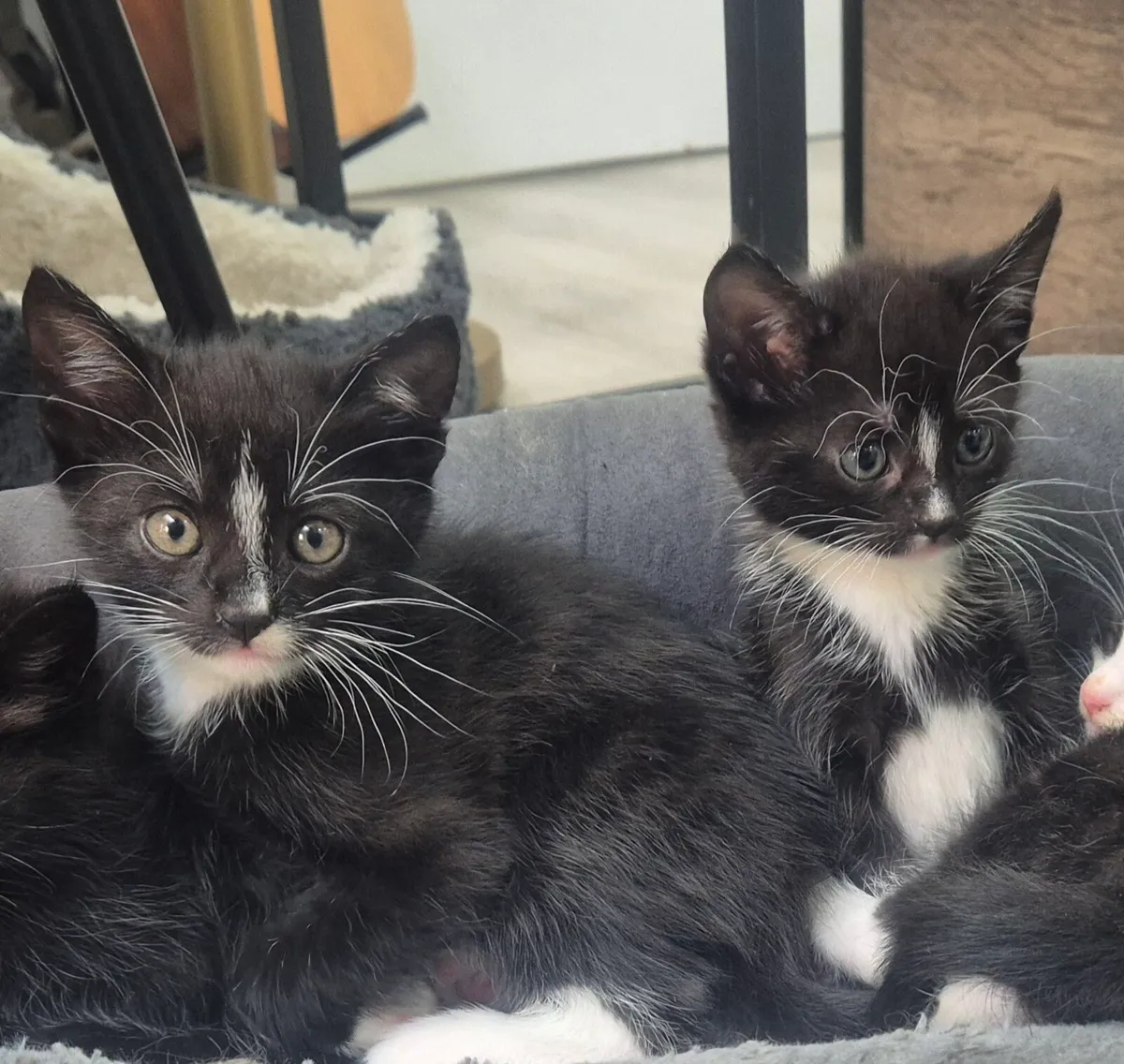Kittens