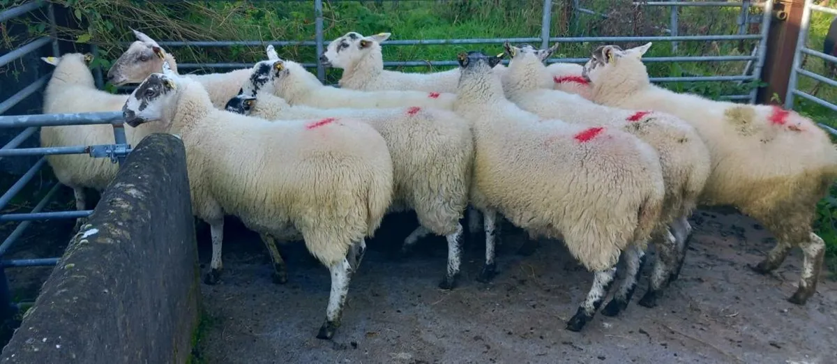 CHEVOIT HOGGETS - Image 1