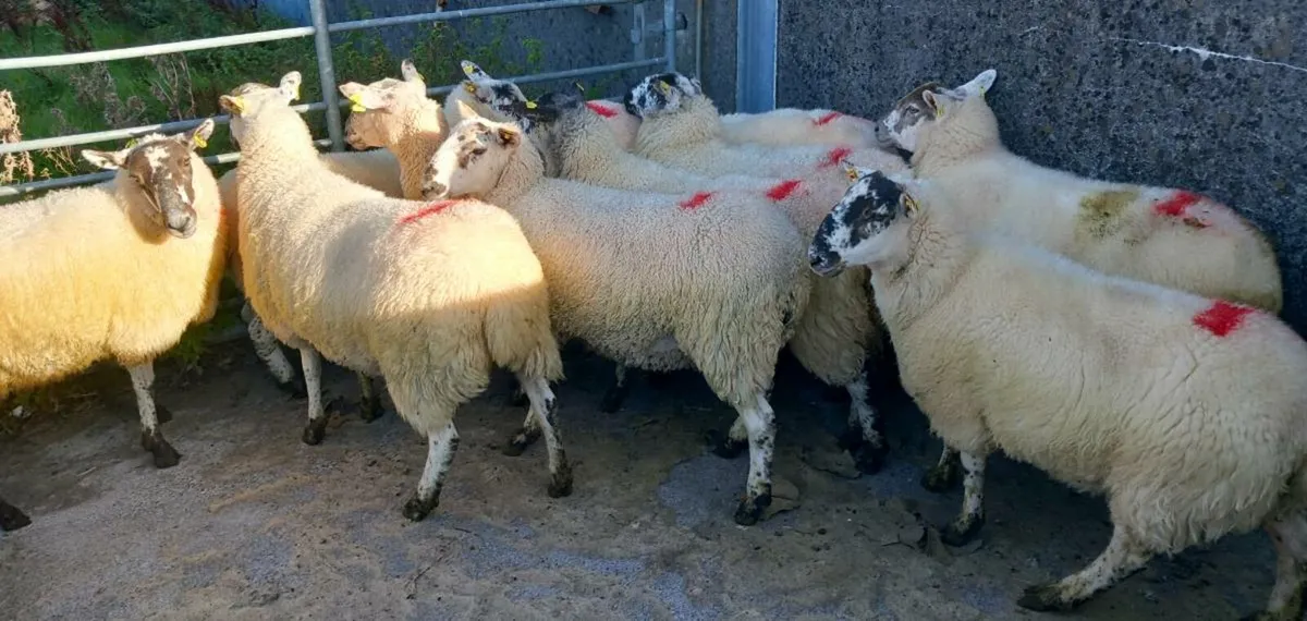 CHEVOIT HOGGETS - Image 2