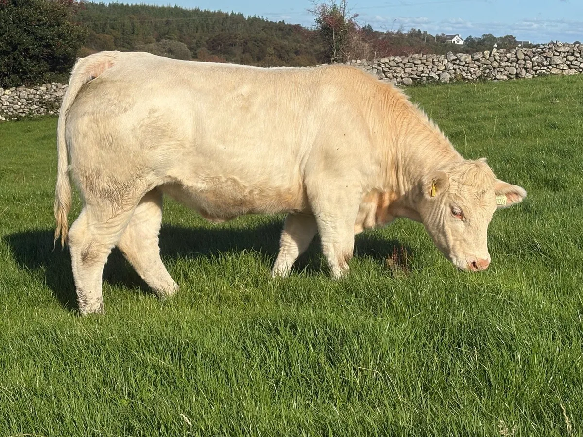 PBR CHAROLAIS & ANGUS HEIFERS - Image 1