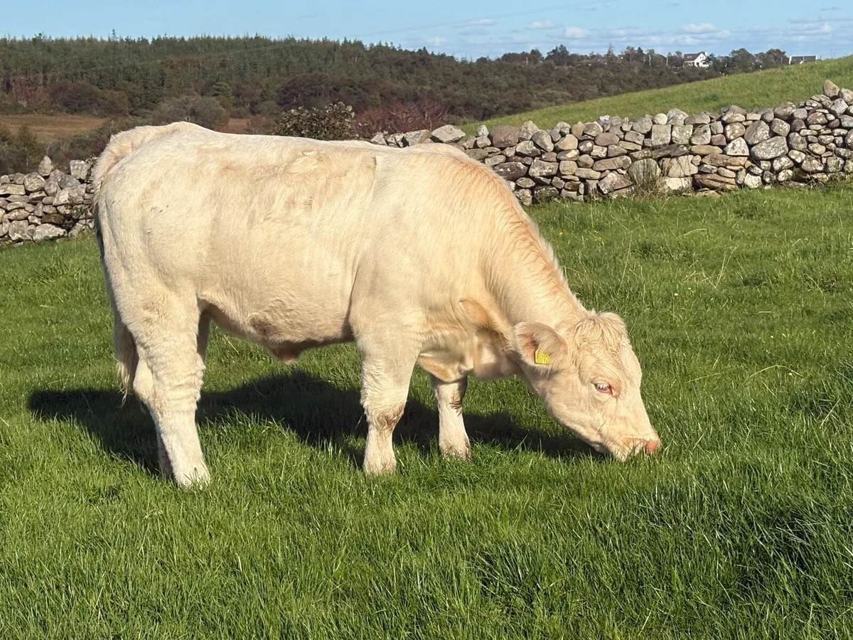 PBR CHAROLAIS & ANGUS HEIFERS - Image 2