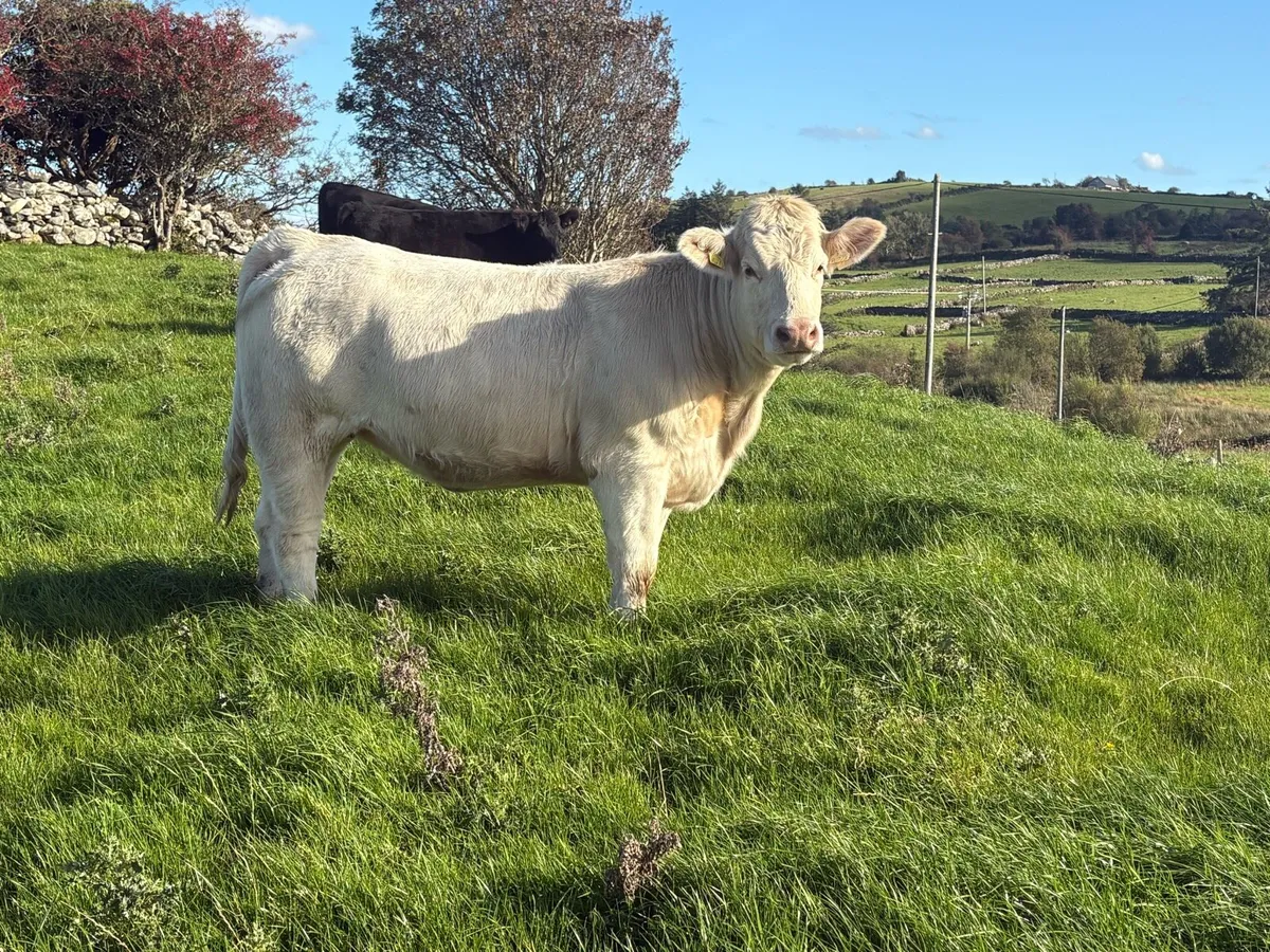 PBR CHAROLAIS & ANGUS HEIFERS - Image 3