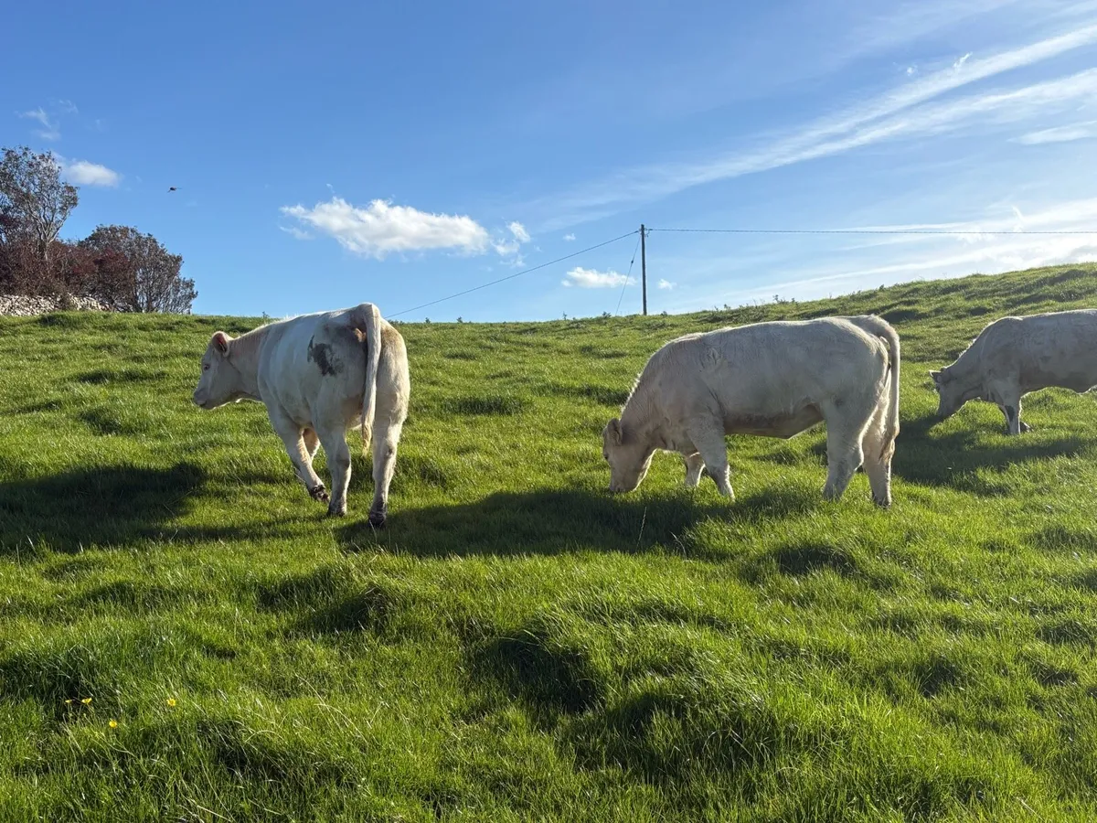 PBR CHAROLAIS & ANGUS HEIFERS - Image 4