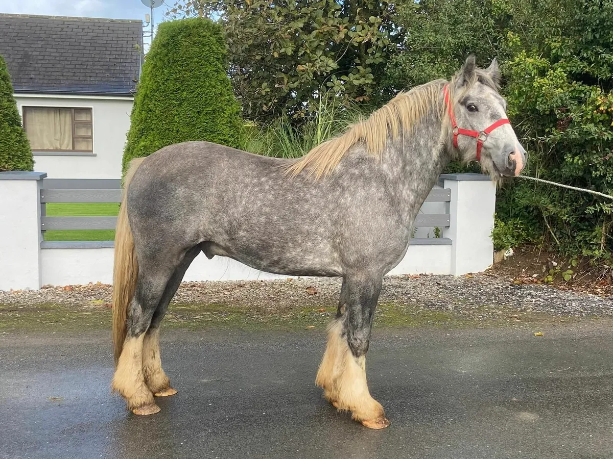 **Gelding ** - Image 2