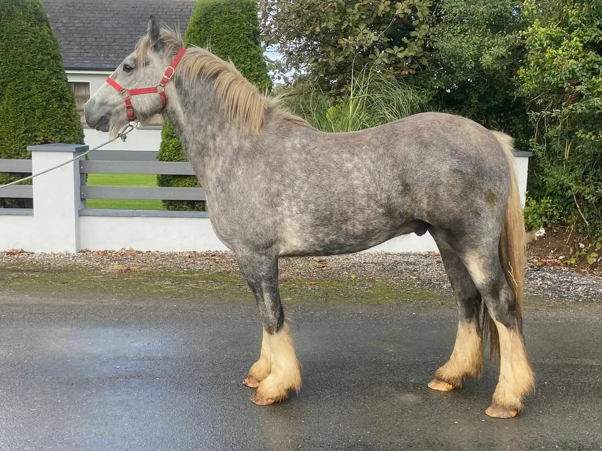 **Gelding ** - Image 3