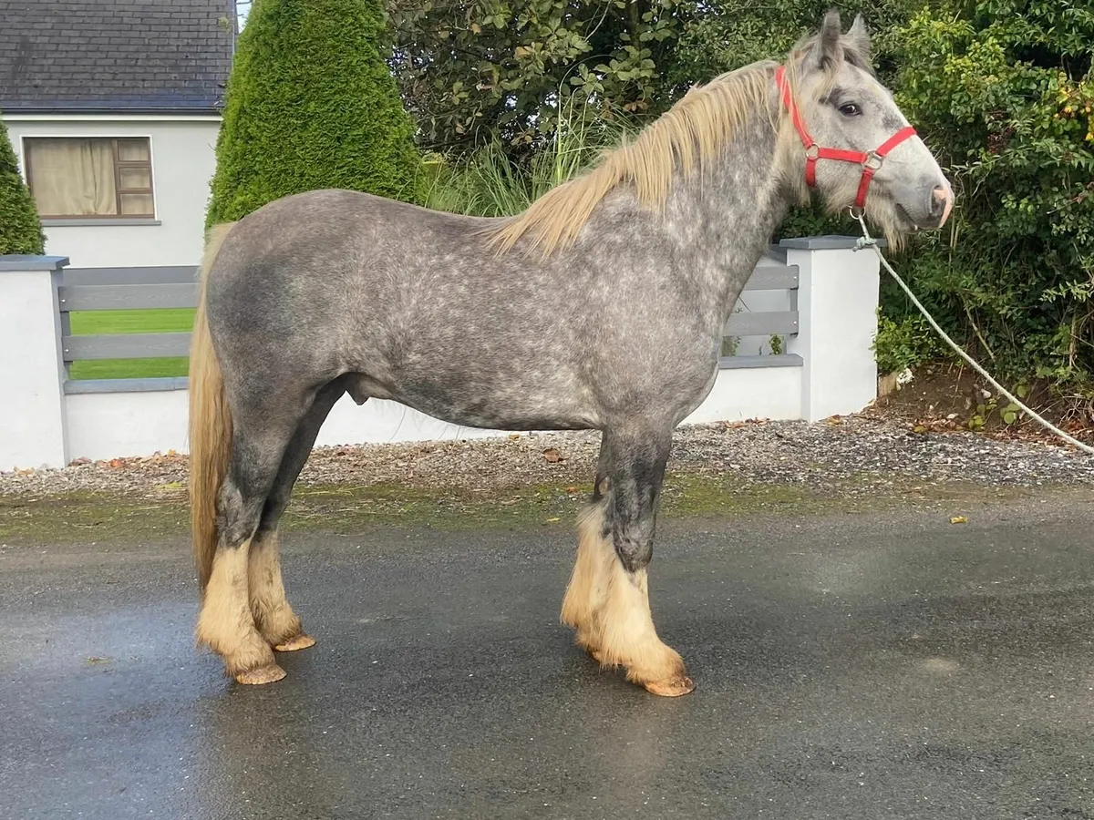 **Gelding ** - Image 4