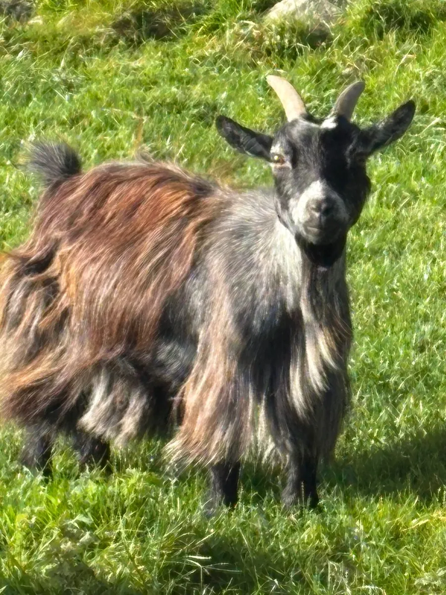 1 female pigmy goat & she kid - Image 3
