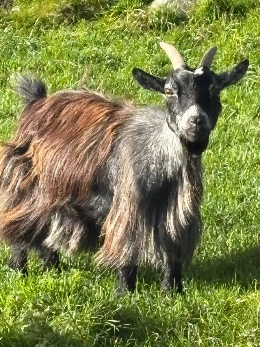 1 female pigmy goat & she kid - Image 4