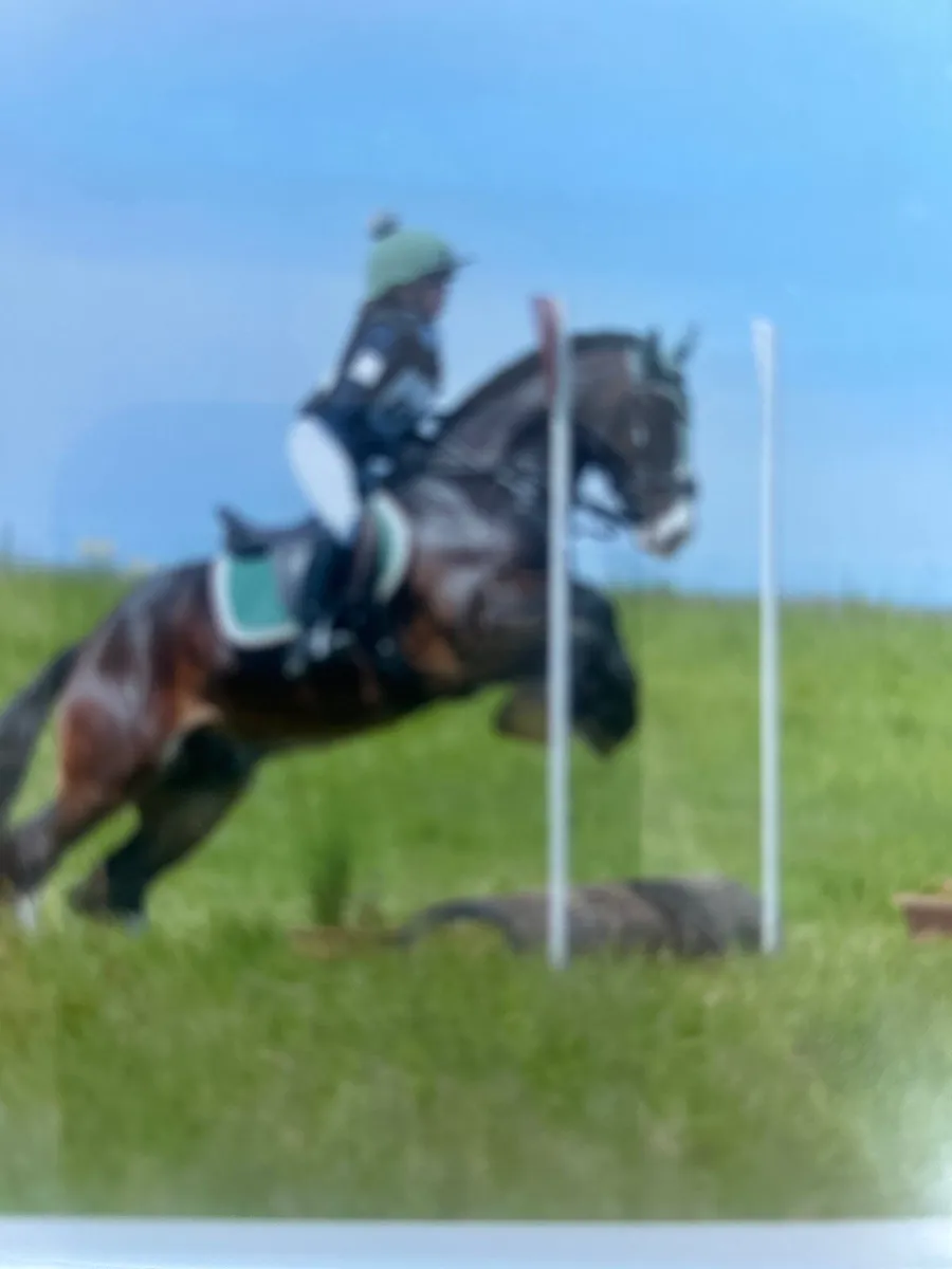 13.2hh,8year old Cob Gelding -Childs dream pony 🐴 - Image 2