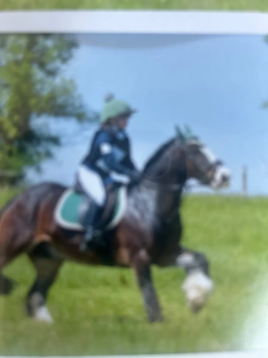 13.2hh,8year old Cob Gelding -Childs dream pony 🐴 - Image 3