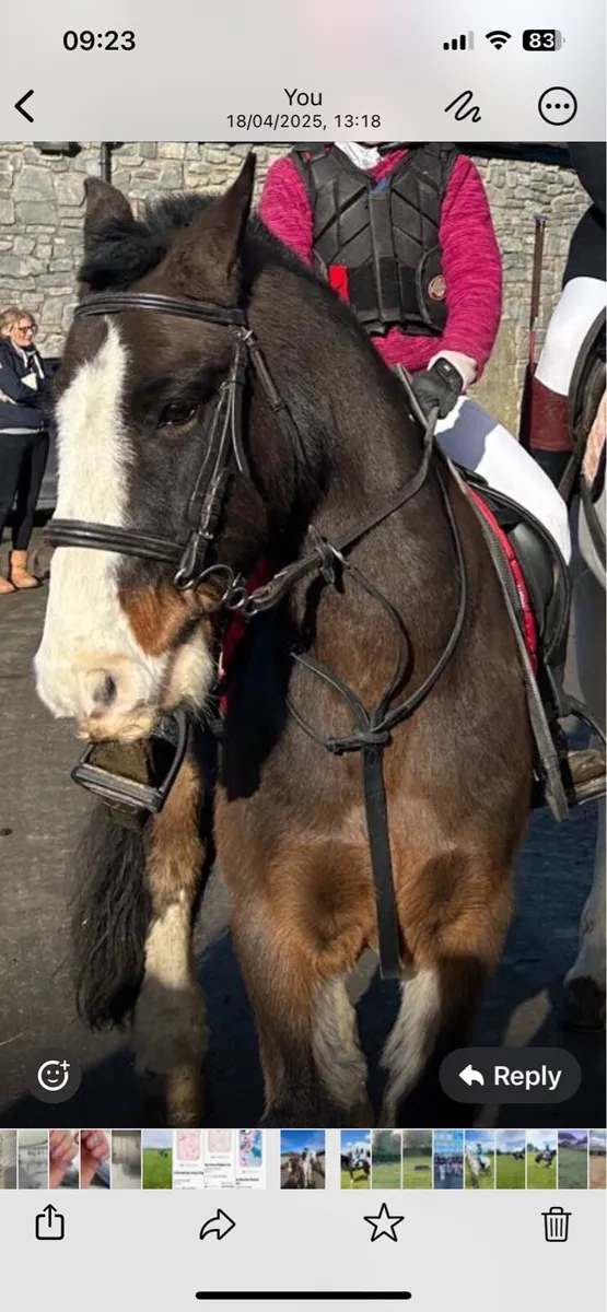 13.2hh,8year old Cob Gelding -Childs dream pony 🐴 - Image 4