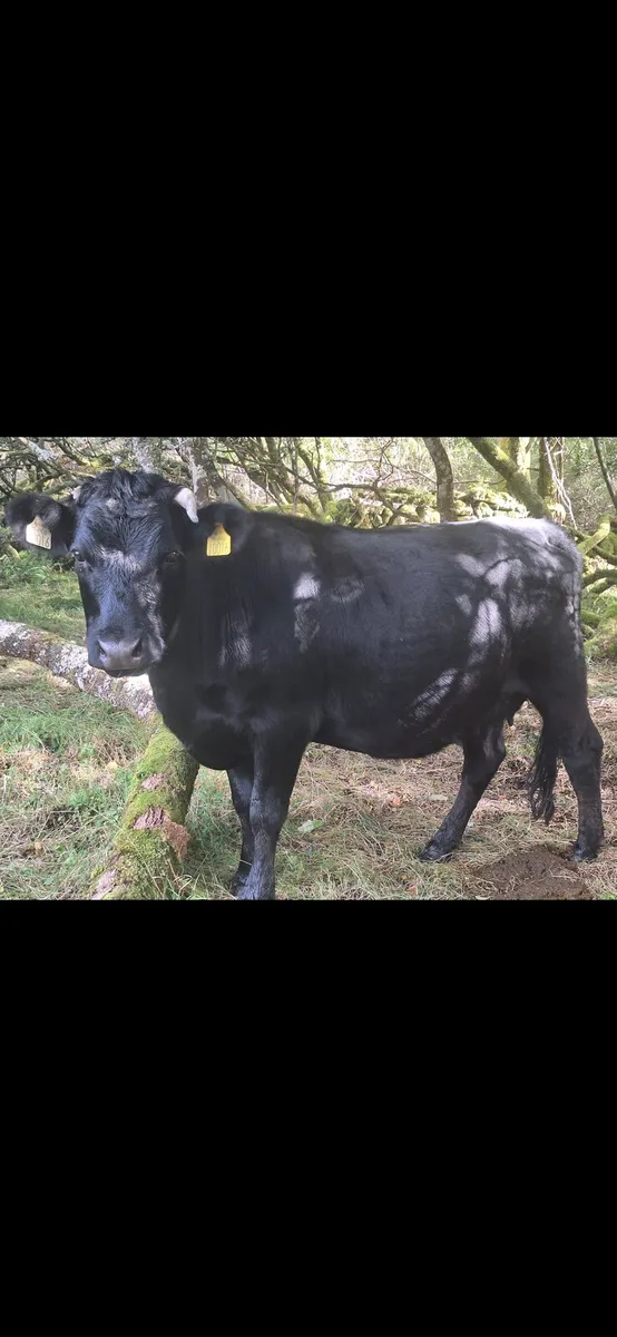 Dexter herd - Image 1