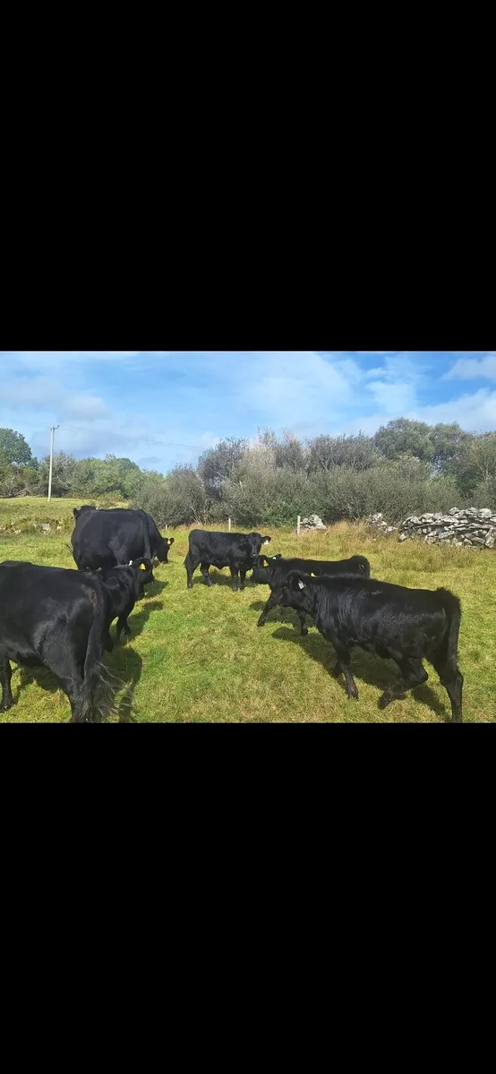 Dexter herd - Image 2