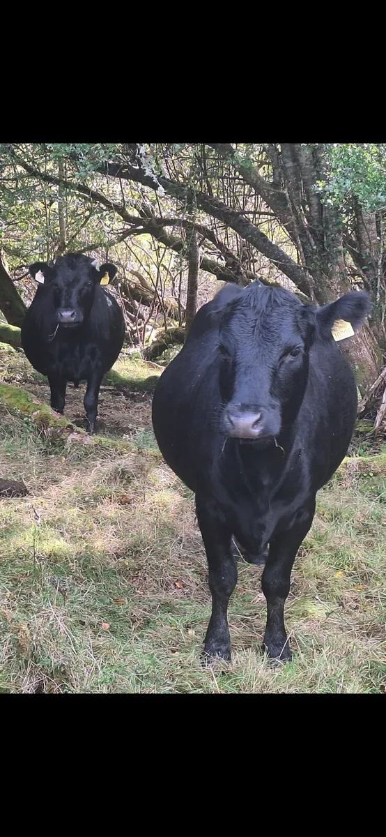 Dexter herd - Image 3