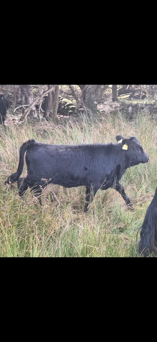 Dexter herd - Image 4