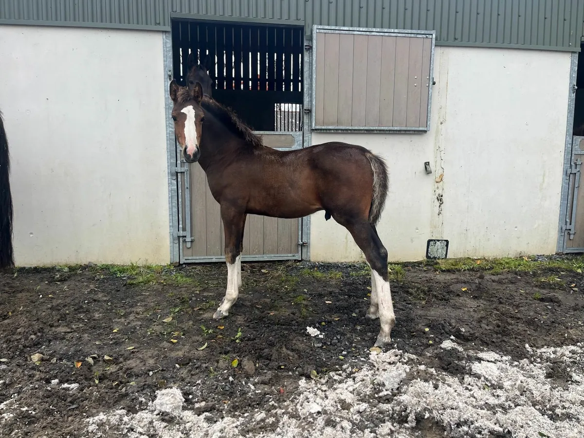 Colt with Proven International Showjumping Pedigre - Image 4